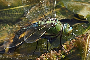 Blaugruene Mosaikjungfer